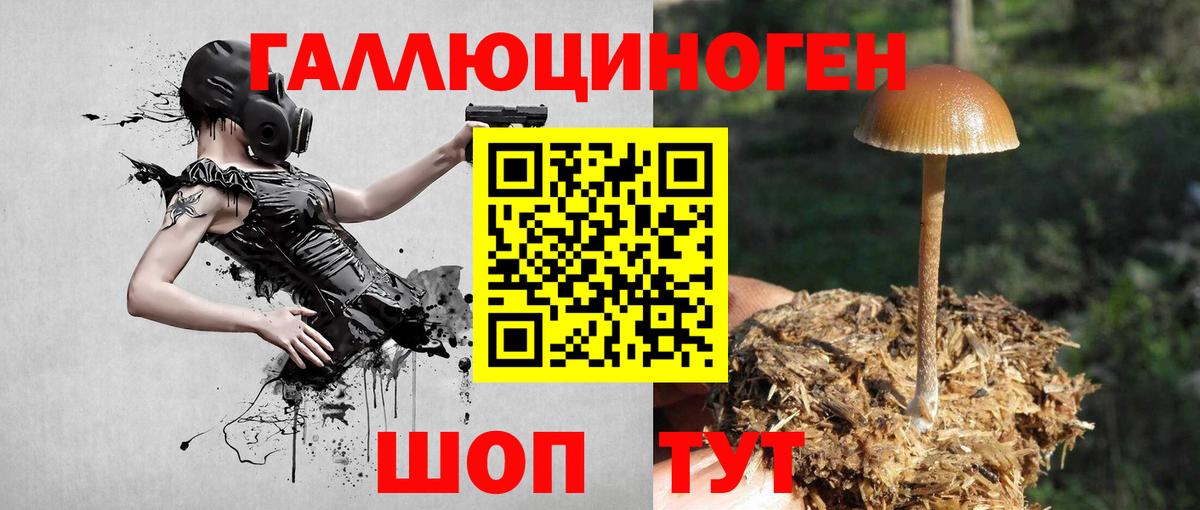 Галлюциногенные грибы Psilocybe Тольятти